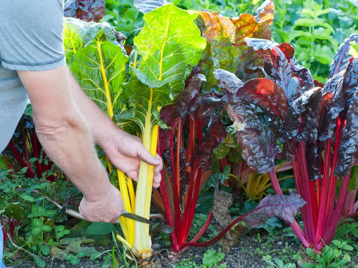 Hände ernten bunte Mangoldstiele mit einem Messer. Die leuchtend gelben und roten Stiele versprechen eine reiche Ernte.