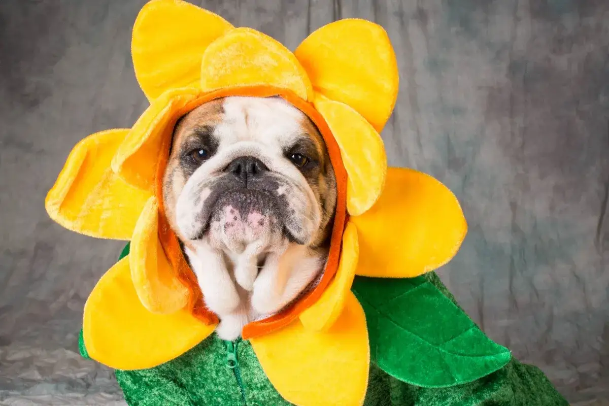 Bulldog con disfraz de girasol, perfecto para nombres de perros graciosos como