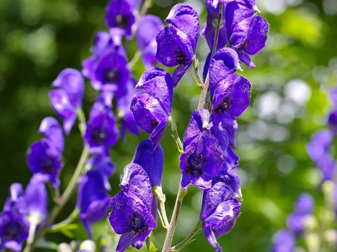Blauviolette Blüten des Eisenhut giftig, einer schönen, aber gefährlichen Pflanze, im Sonnenlicht.