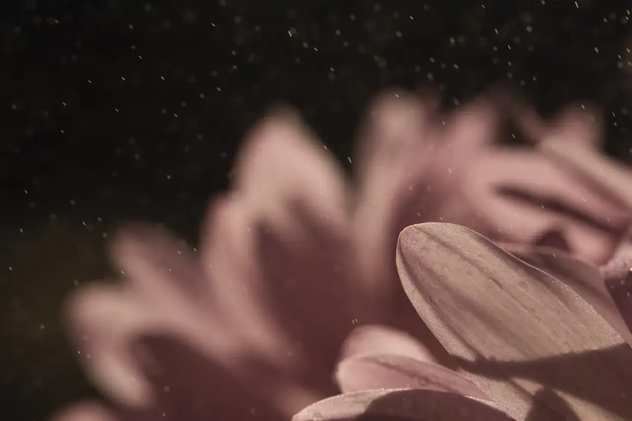 Vue macro d'une fleur rose p&acirc;le, avec des gouttelettes d'eau scintillantes tombant sur ses p&eacute;tales d&eacute;licats.