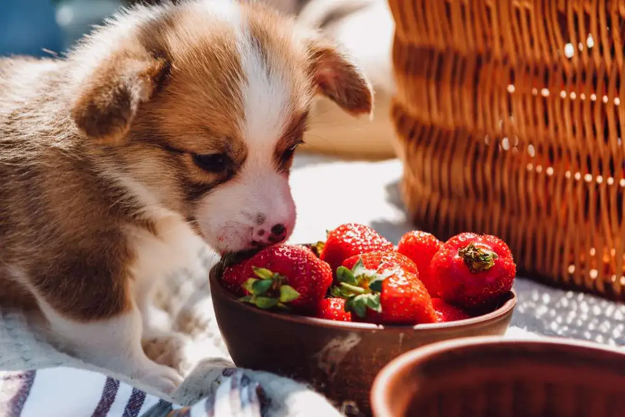 Słodki szczeniak corgi wącha miseczkę pełną truskawek, zastanawiając się, czy pies może jeść truskawki.