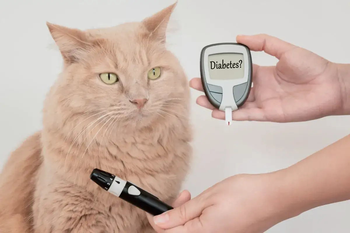 Gatto soriano accanto a un glucometro. Si indaga sui sintomi del diabete nel gatto.