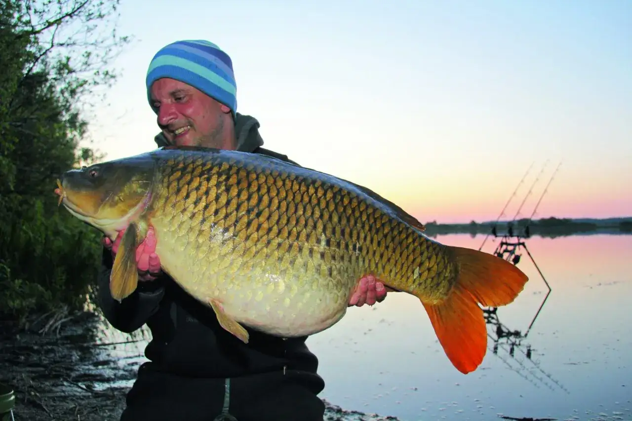 Glücklicher Angler hält riesigen Karpfen am Seeufer. Erfolgreiches Karpfenangeln Deutschland bei Sonnenuntergang.