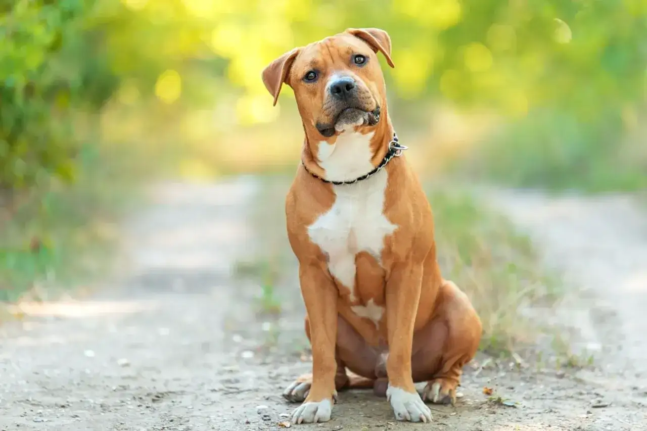 Siedzący na ścieżce amstaff o brązowej sierści i białej klatce piersiowej. Czy amstaff jest groźny? Ten pies wygląda na łagodnego.
