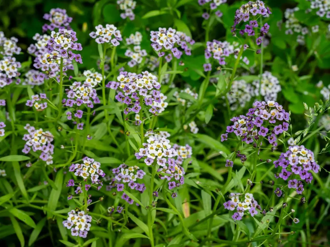 Zarte, duftende Bl&uuml;ten von Lobularia maritima in Wei&szlig; und Lila bedecken einen gr&uuml;nen Teppich.