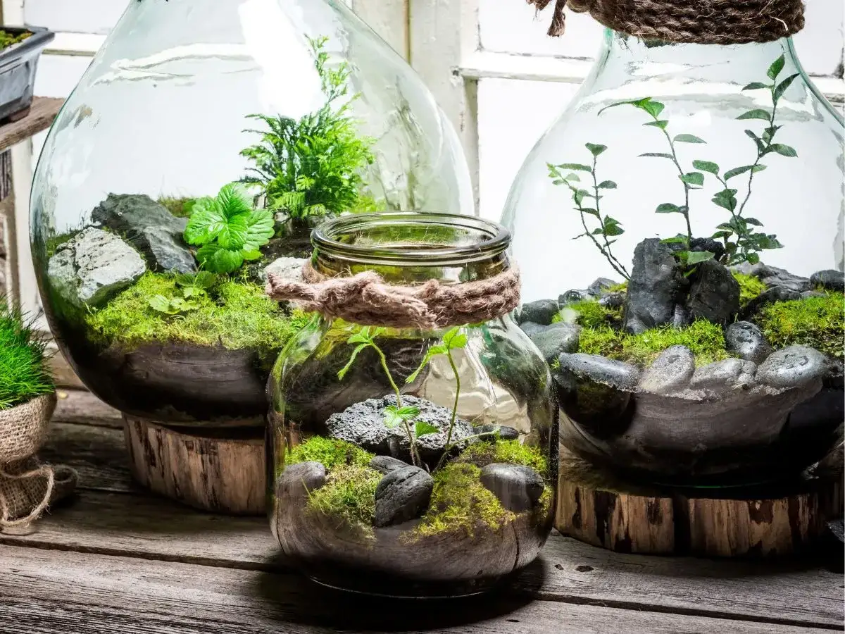 Miniaturowe lasy w słoiku, pełne mchu, kamieni i zielonych roślin, tworzą magiczny świat w szklanych naczyniach.