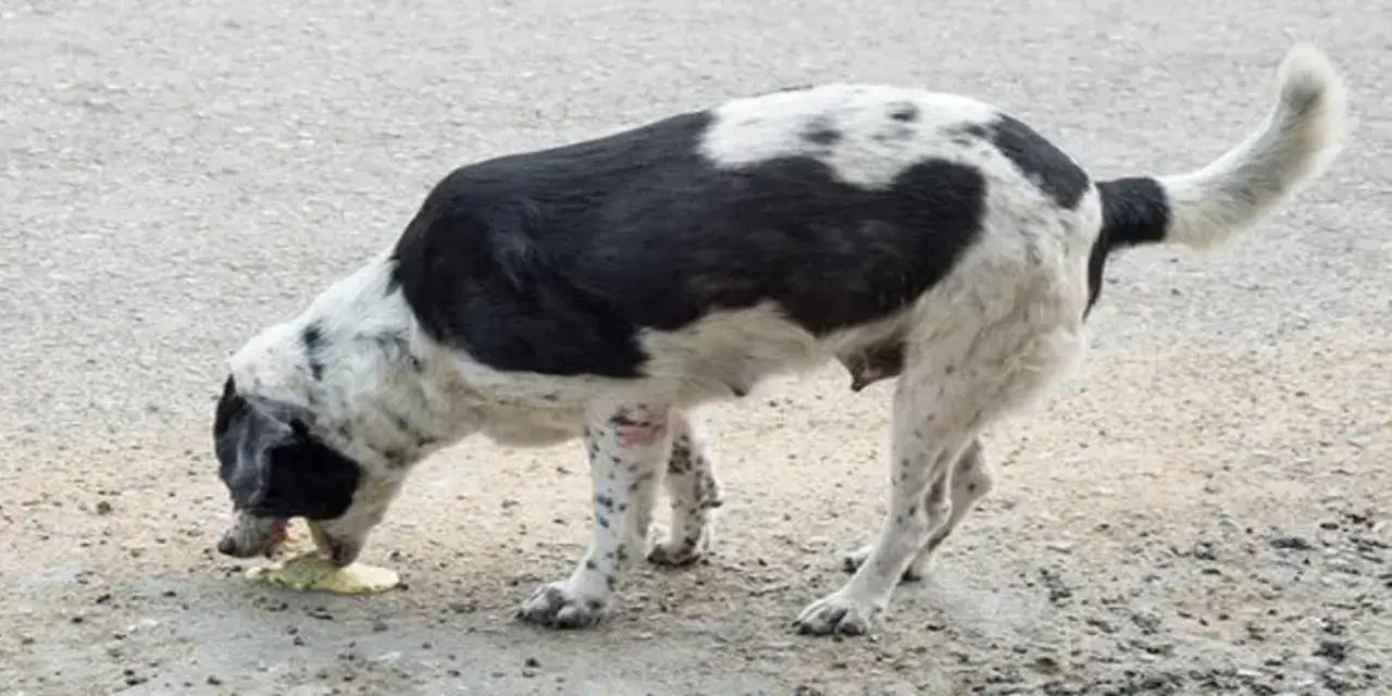Perro blanco y negro vomita espuma blanca. Se ve mal y necesita ayuda.