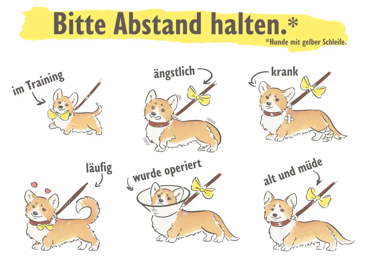 Sechs Corgis mit gelber Schleife zeigen, warum Abstand wichtig ist: im Training, &auml;ngstlich, krank, l&auml;ufig, operiert, alt & m&uuml;de.