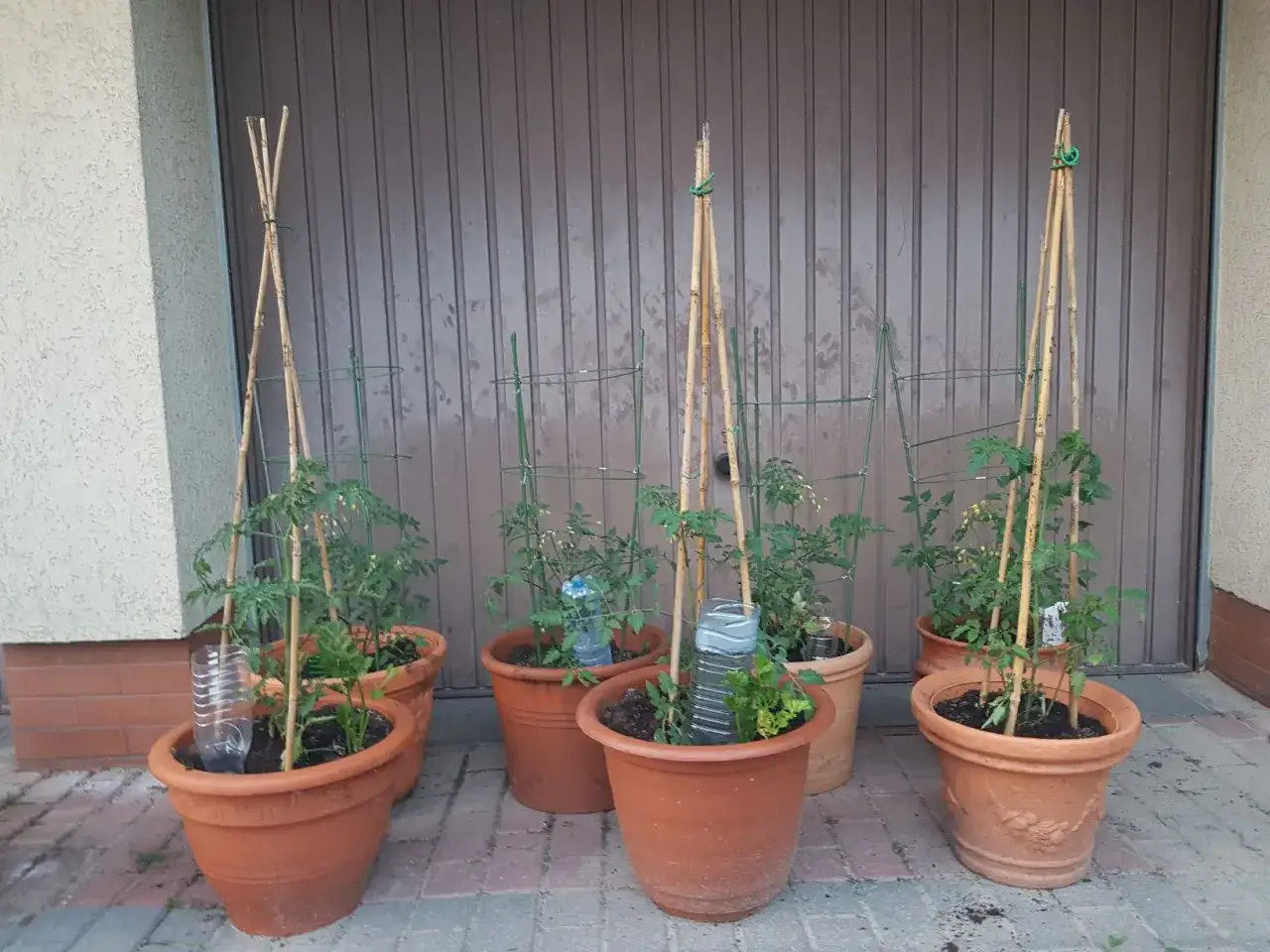 Pomidory w donicach z bambusowymi podpórkami. W każdej donicy plastikowa butelka jako sposób, jak zrobić z butelki plastikowej podlewanie.