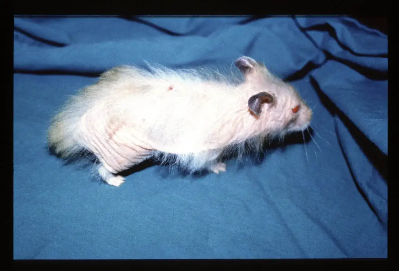 Chomik dżungarski z widocznymi zmianami skórnymi, wskazującymi na choroby. Jego futro jest przerzedzone, a skóra pomarszczona.
