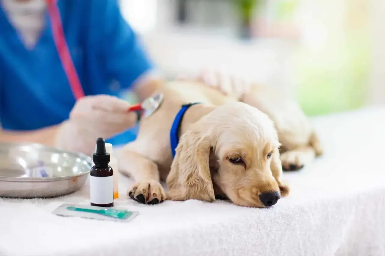 A vet examines a golden retriever puppy. This image reminds us how often should I take my dog to the vet for check-ups and care.