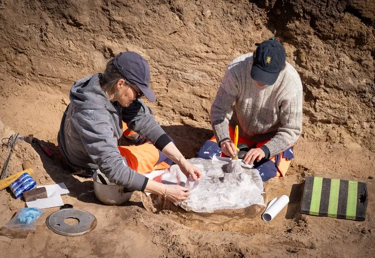Archäologen legen vorsichtig ein Wikingergrab frei.