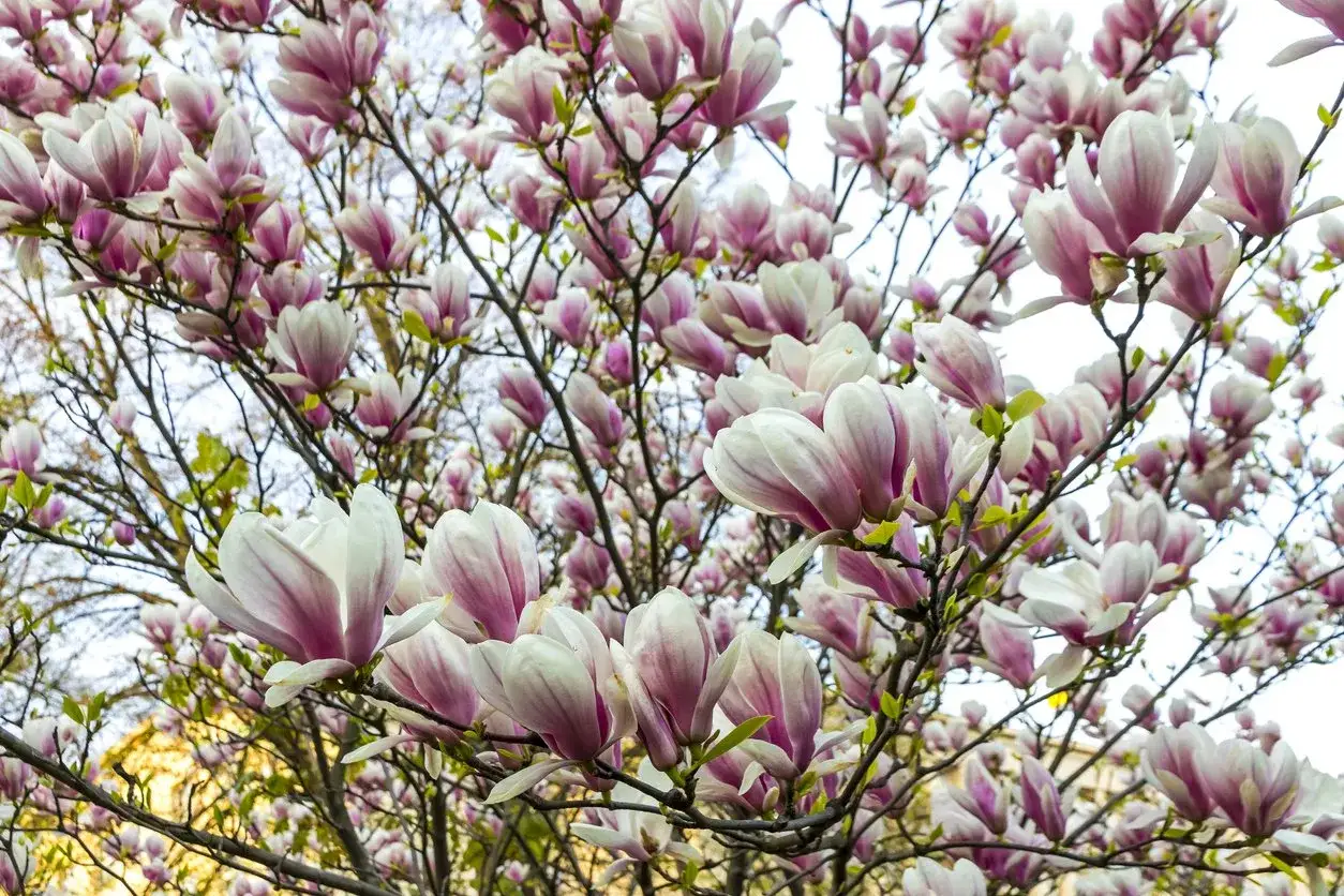 narzędzia do przycinania magnolii