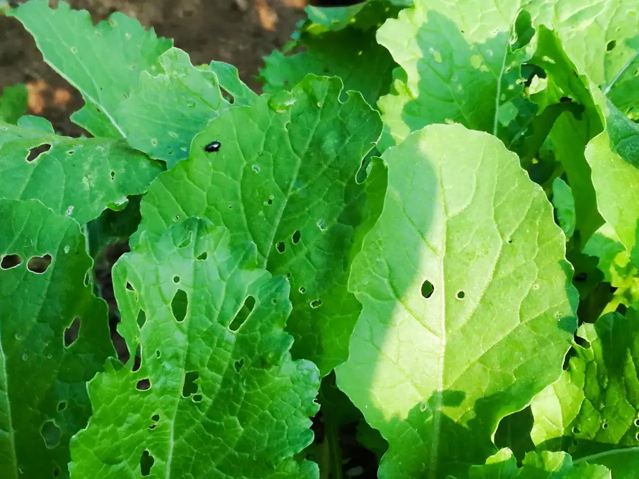 Bietole con foglie bucate, segno che sono sane e si possono mangiare. Un piccolo insetto nero passeggia su una foglia.