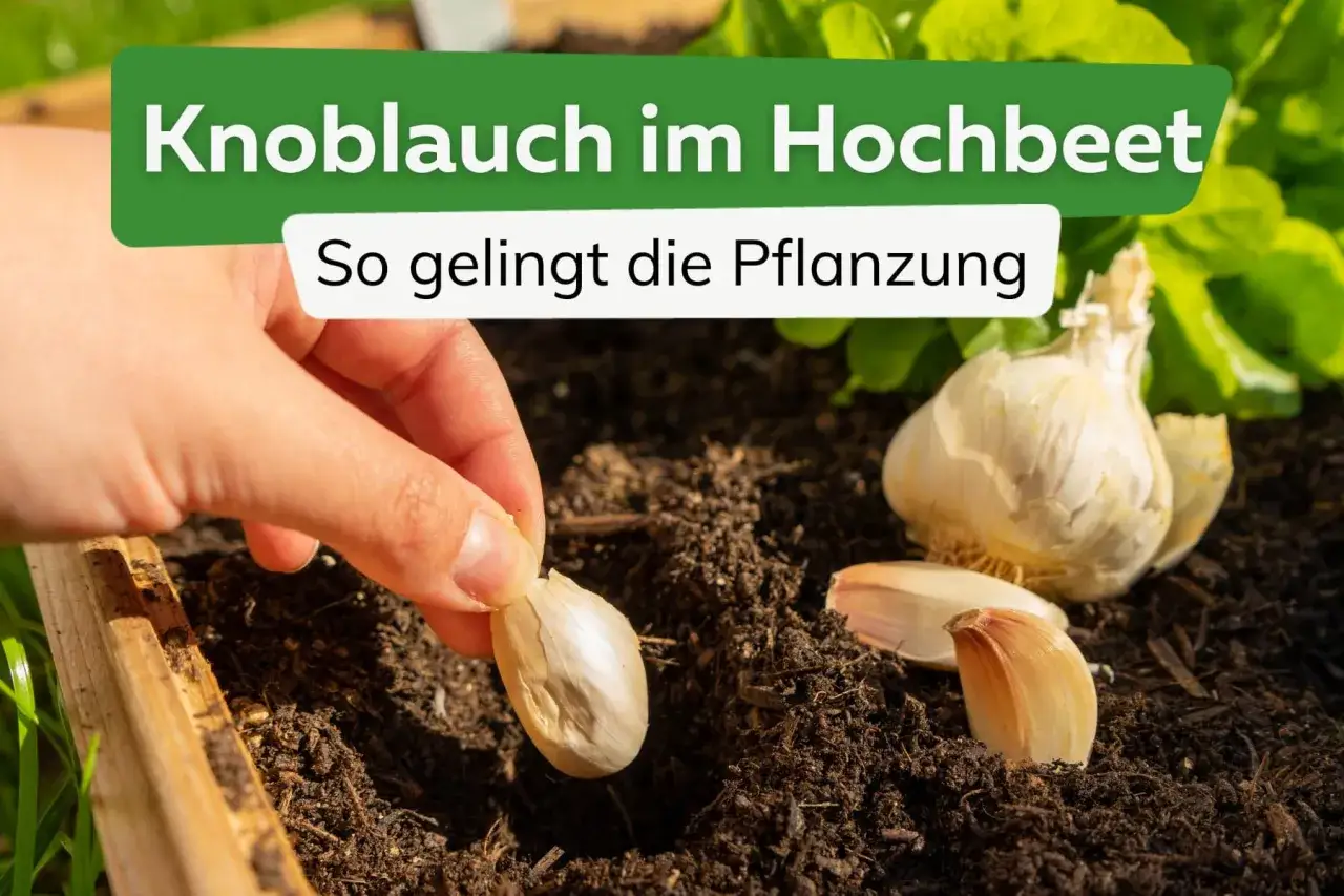 Eine Hand pflanzt Knoblauch aus dem Supermarkt in ein Hochbeet. Mehrere Zehen liegen im dunklen Erdreich.