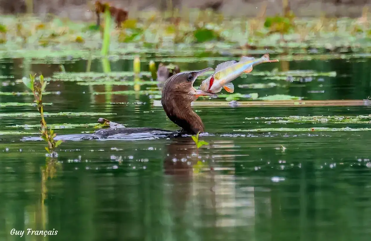 Un oiseau brun, bec ouvert, tient un poisson aux reflets argentés et orangés dans l'eau verte.