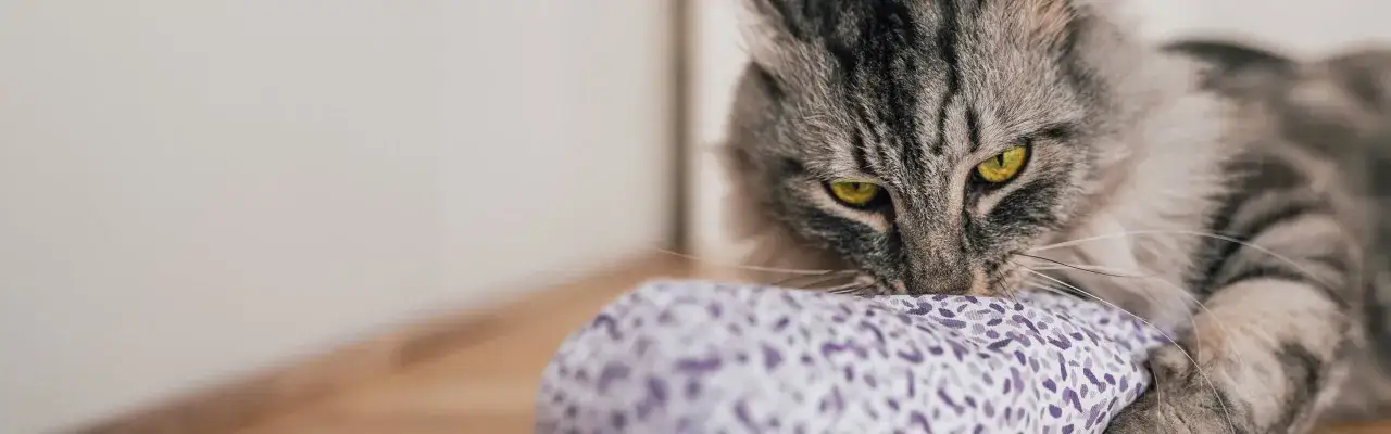Gato gris con ojos amarillos mordisqueando un juguete con estampado de valeriana para gatos.