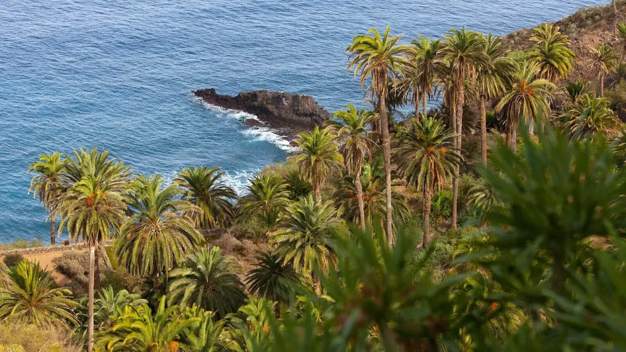 Un sendero rambla de Castro serpentea entre palmeras exuberantes, con el mar azul y rocas volc&aacute;nicas al fondo.