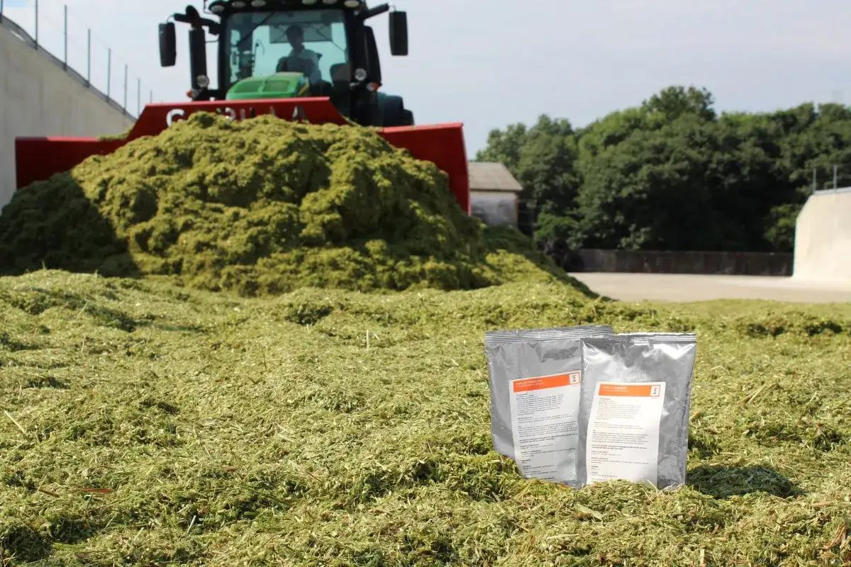 Un trattore scarica un'enorme quantità di insilato di erba. Due sacchetti di additivo per insilati sono posizionati in primo piano.