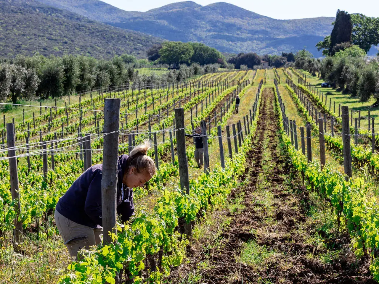 Donne lavorano in vigna, tra filari rigogliosi, per le migliori annate Ornellaia. Paesaggio collinare toscano.