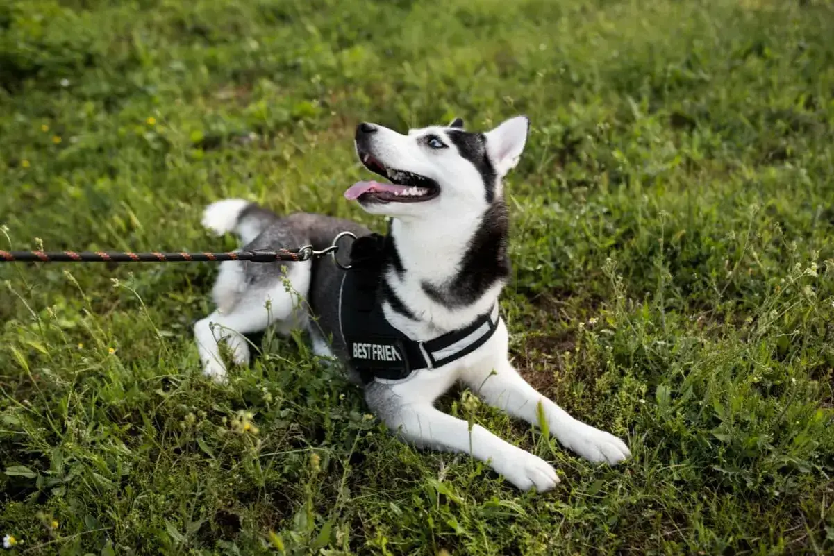 Husky w czarnych szelkach z napisem 