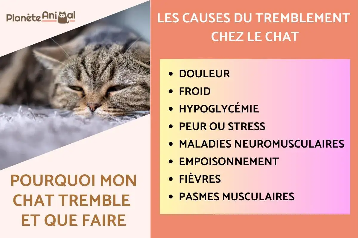Un chat tigré au regard fatigué, avec une liste des causes de tremblement chez le chat : douleur, froid, hypoglycémie, peur, maladies, empoisonnement, fièvres, spasmes.