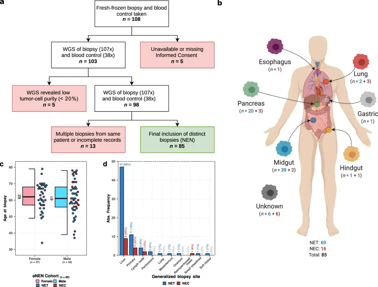 Flussdiagramm zeigt Auswahl von NEN-Proben. Organe mit neuroendokriner Tumor-Symptome: Pankreas, Lunge, Magen, Darm.