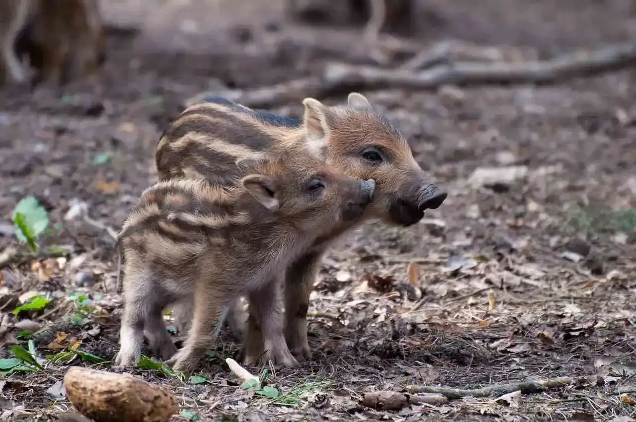 Deux adorables bébés sangliers, aux rayures caractéristiques, se blottissent l'un contre l'autre dans la forêt.