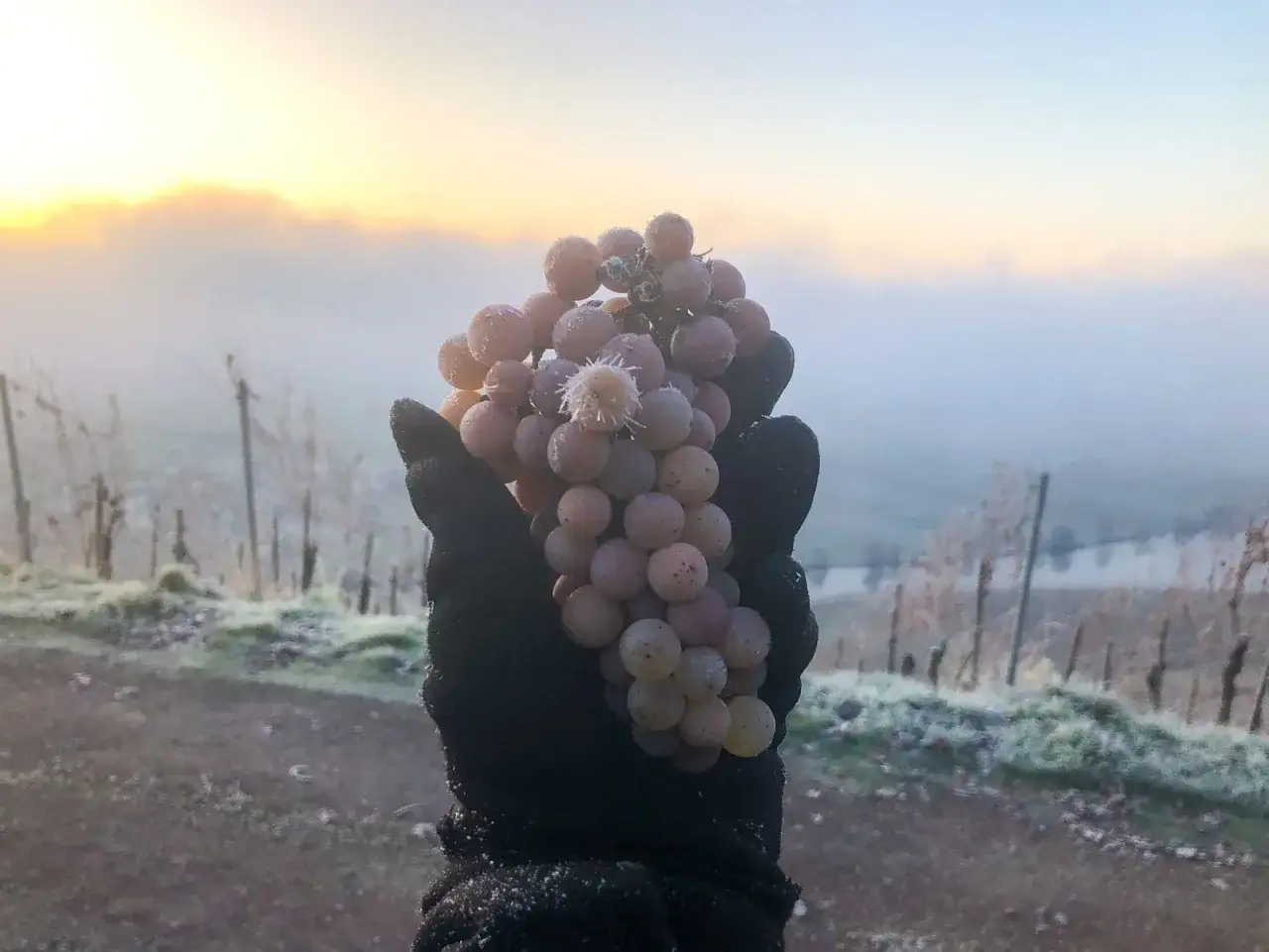Gefrorene Trauben in einer behandschuhten Hand, ein Hinweis darauf, was ist Eiswein: eine süße Delikatesse aus gefrorenen Beeren.