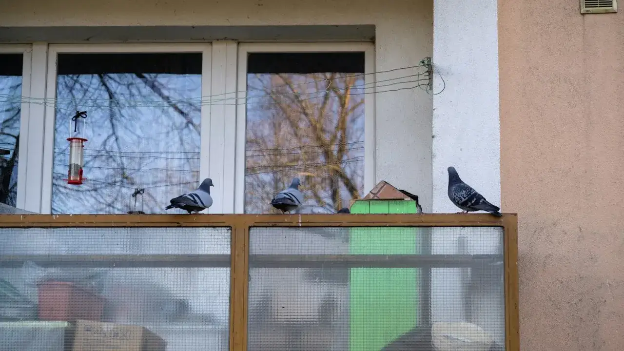 Gołębie na balkonie, problem jak pozbyć się gołębi z balkonu. Widać karmnik i domek dla ptaków.