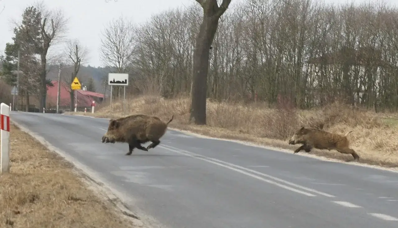 Dwa dziki przebiegają przez drogę. Czy myśliwy może dostrzelić ranne w kolizji zwierzę?