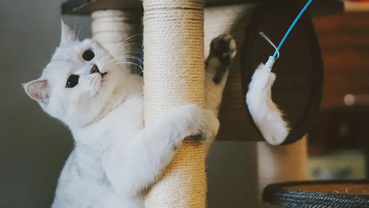 Gato blanco jugando con un juguete de plumas, rodeado de hierba gatera.