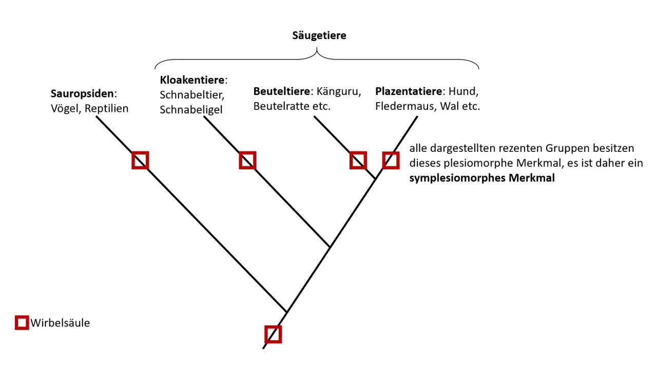 Ein Kladogramm zeigt die evolutionären Beziehungen zwischen Sauropsiden, Kloaken- und Plazentatieren. Rote Quadrate markieren das Merkmal