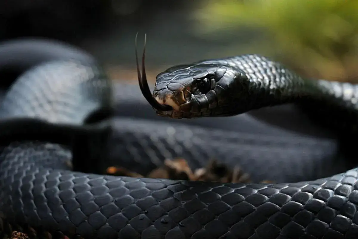 Una serpiente negra, con escamas brillantes y la lengua bífida fuera, parece que te despierta de un sueño con serpiente negra.
