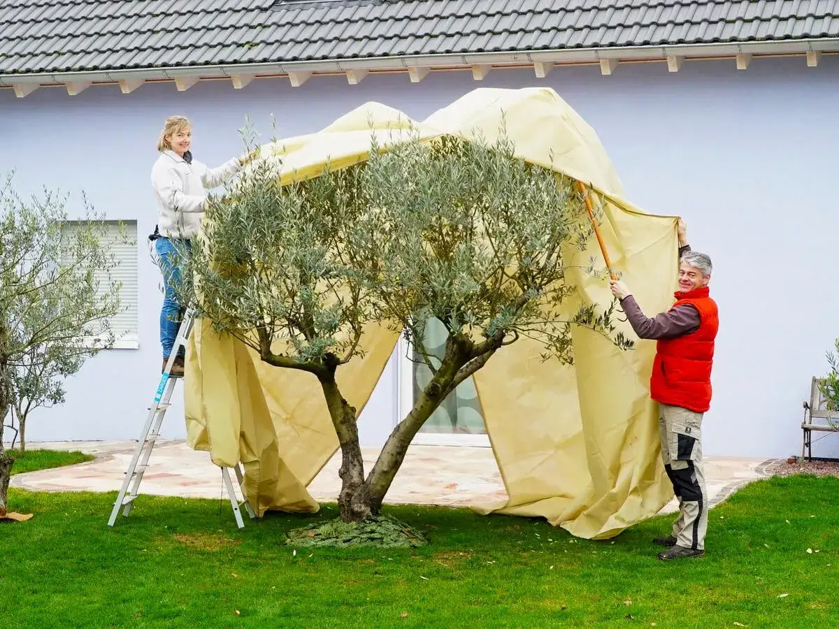 Zwei Personen bedecken einen Olivenbaum mit einer gelben Plane. Dies ist ein wichtiger Schritt bei der Olivenbaum Pflege, um ihn vor Frost zu schützen.
