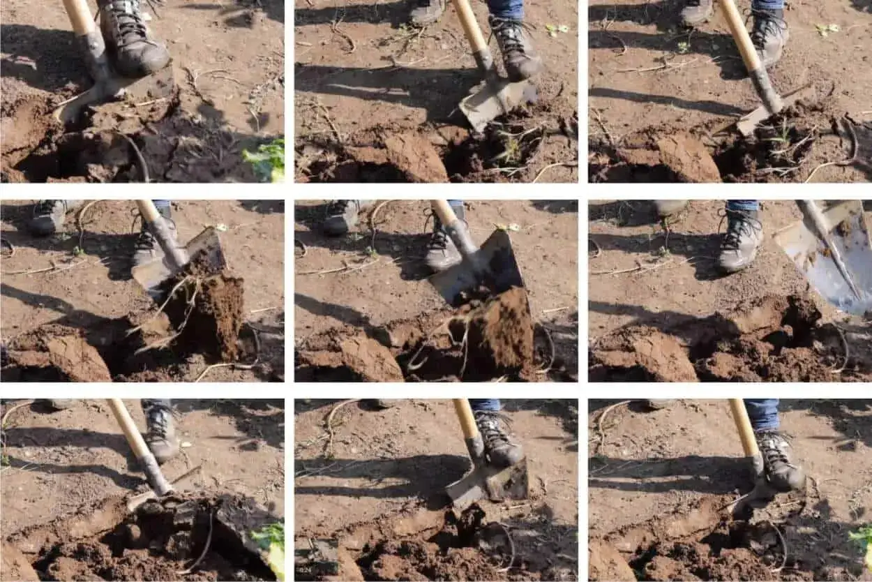 Passaggi per preparare il terreno per l'orto: si scava la terra con una vanga, rivoltandola per arieggiarla e rimuovere erbacce e sassi.