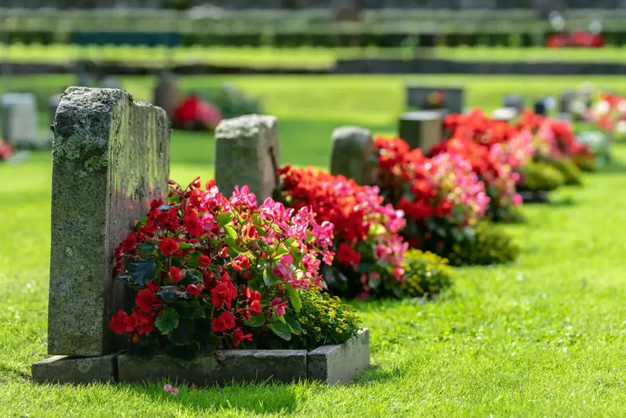 Grabbepflanzung Sommer: Rote und pinke Begonien blühen üppig in voller Sonne, pflegeleicht und mit wenig Wasser.