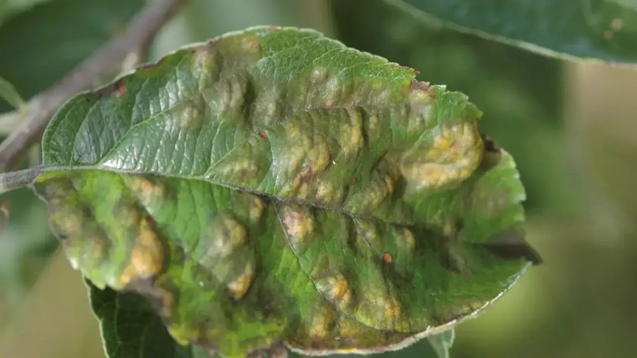 Feuille de pommier atteinte de taches brunes et de cloques, signe d'une maladie.