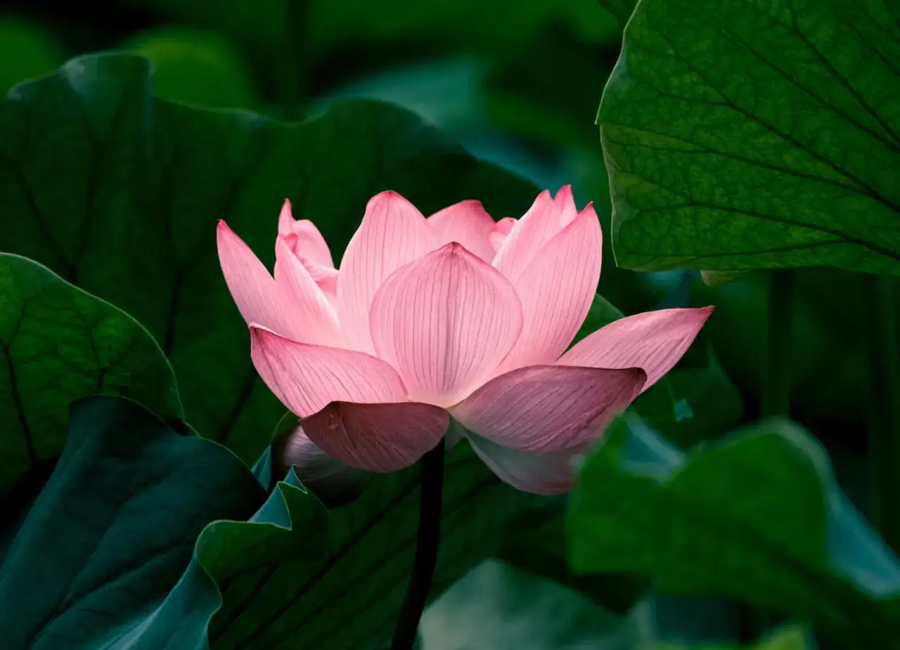 Una delicada flor de loto rosa, símbolo del hinduismo, emerge entre hojas verdes.