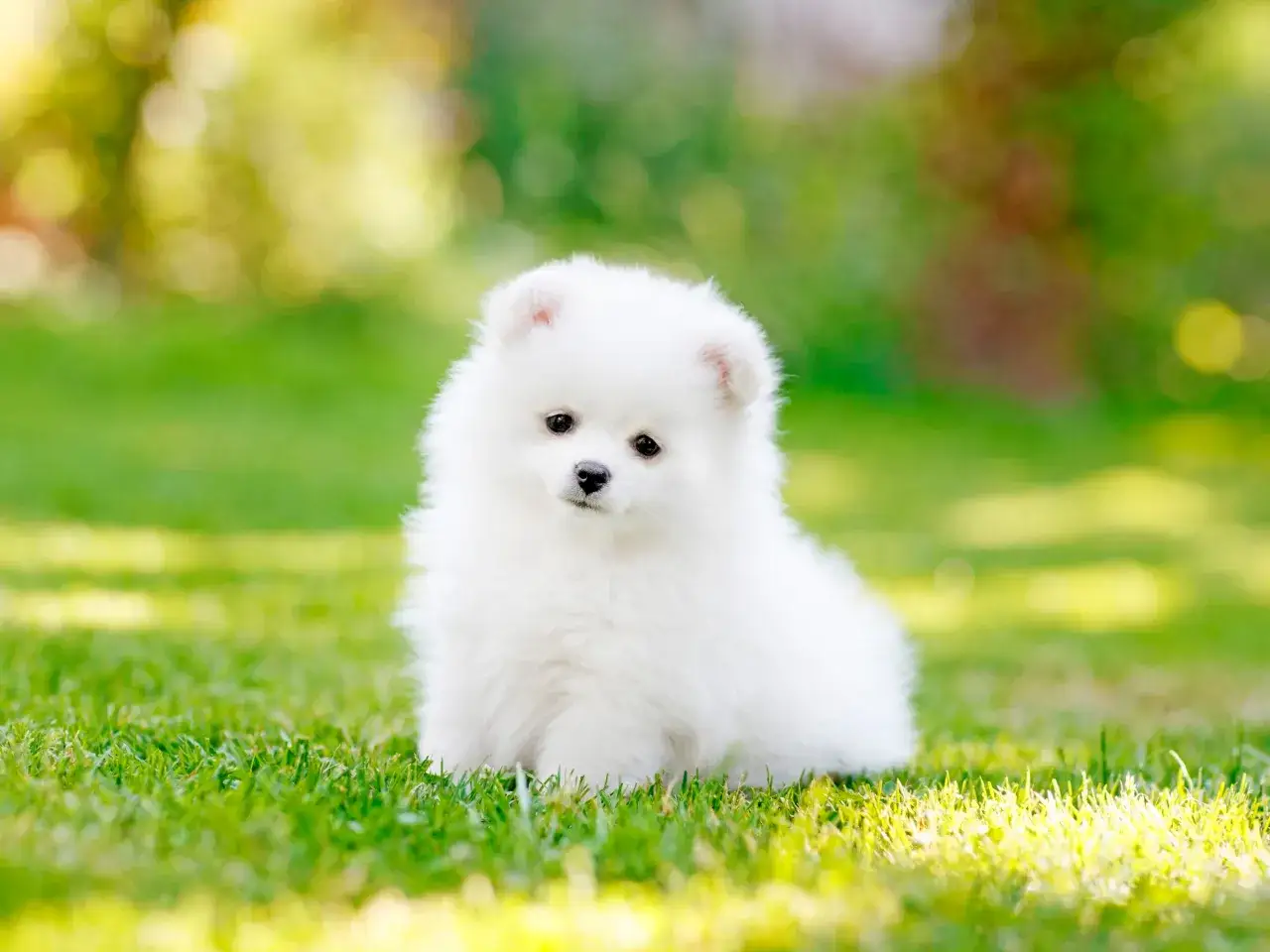 Un adorable perro pomerania blanco, esponjoso y con ojos oscuros, sentado en la hierba verde bajo la luz del sol.