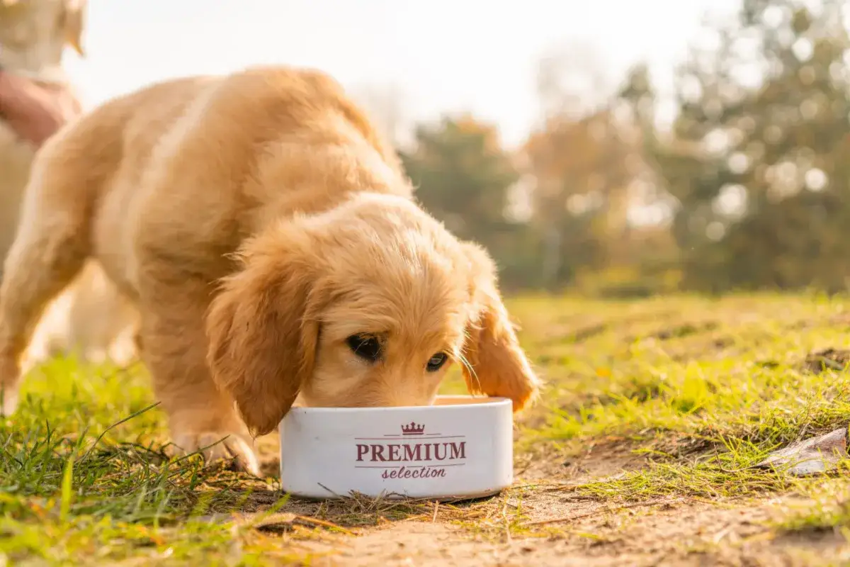 Szczeniak golden retriever zajada karmę z miski z napisem 