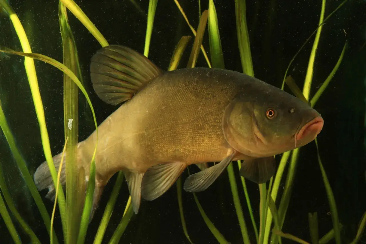 Eine Schleie mit Barteln schwimmt zwischen grünem Schilf im dunklen Wasser.