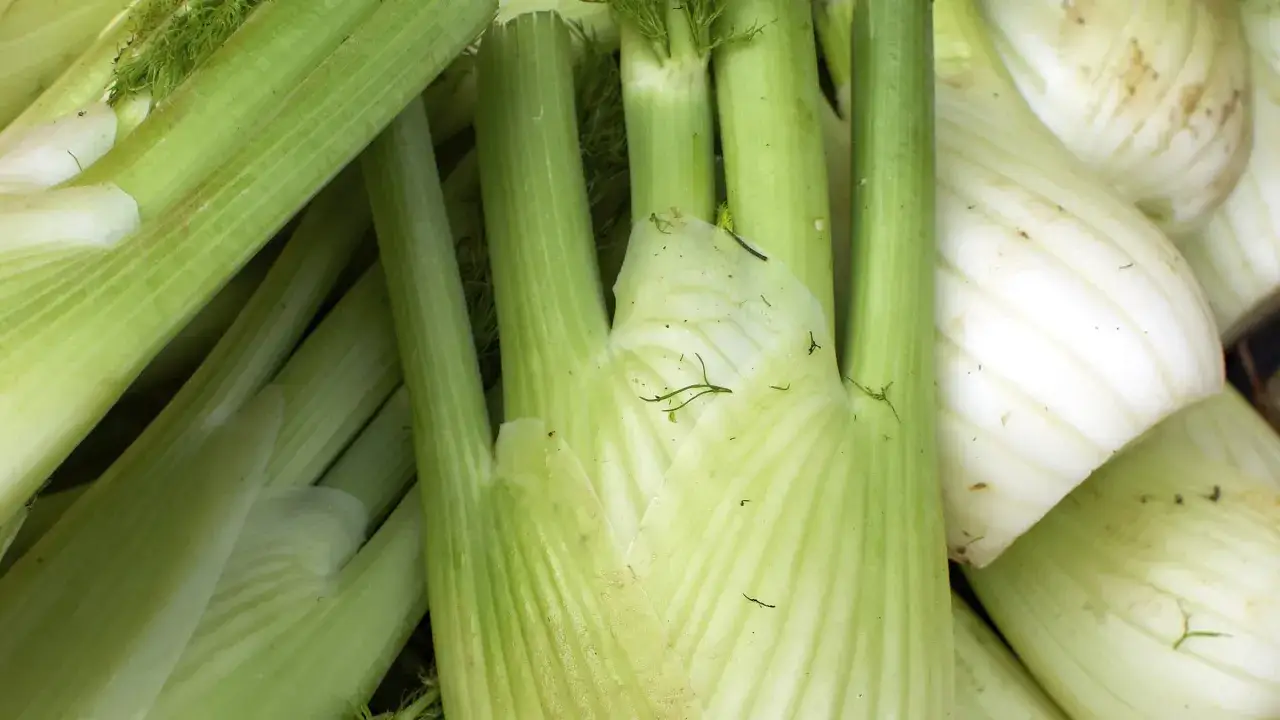 Frischer Fenchel, bereit für die Lagerung. Tipps für fenchel haltbar machen.