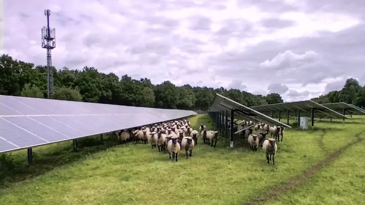 Schafe grasen auf einer Weide neben einer Agri-PV-Anlage. Ein Sendemast steht im Hintergrund.