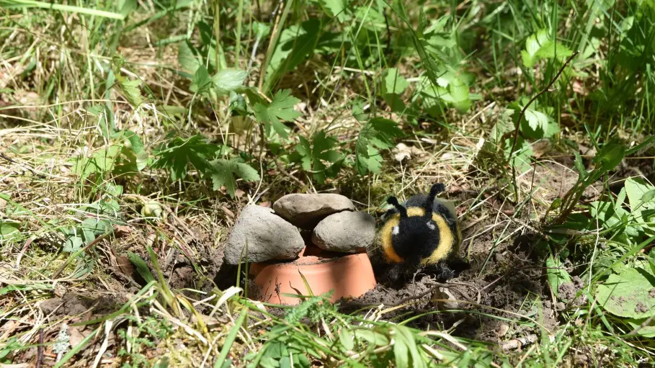 H&auml;r ser du hur ett humlebo kan se ut. En liten humla vilar vid ing&aring;ngen till sitt bo, som &auml;r byggt under stenar och en kruka.