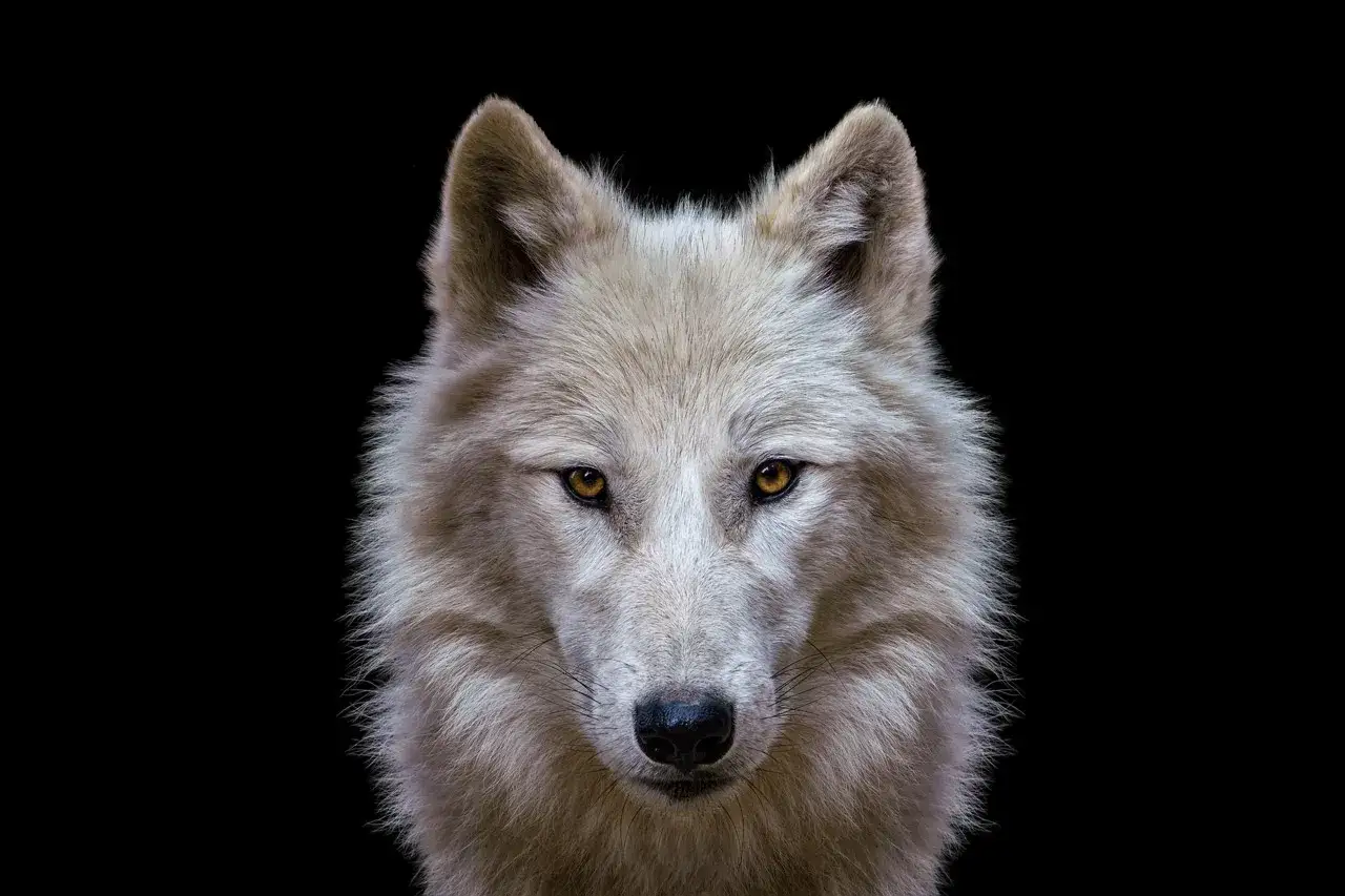 Un lobo blanco con ojos &aacute;mbar mira fijamente, con un efecto de poner fondo negro a una foto que resalta su pelaje.