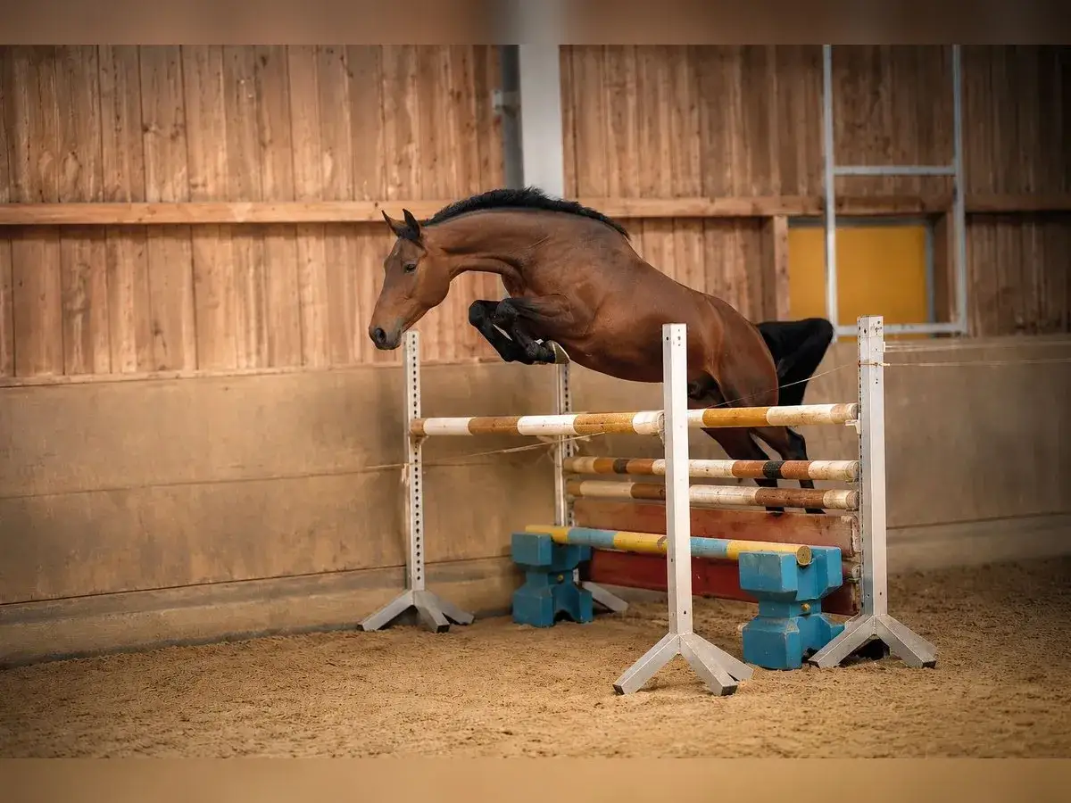 Le cheval Cooper van de Heffinck saute une barri&egrave;re dans un man&egrave;ge couvert.