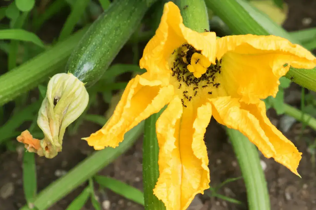 Des fourmis envahissent la fleur de courgette, un problème pour éliminer les fourmis dans les plantes.