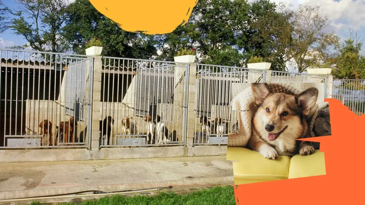 Construction d'un chenil pour chiens de chasse. Plusieurs chiens sont dans des enclos sécurisés, tandis qu'un corgi se repose confortablement.