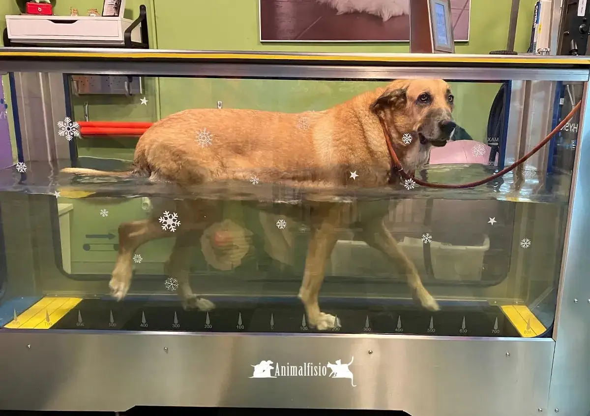 Perro marrón en cinta de agua para fisioterapia para perros. El agua llega hasta su abdomen, sus patas se mueven.